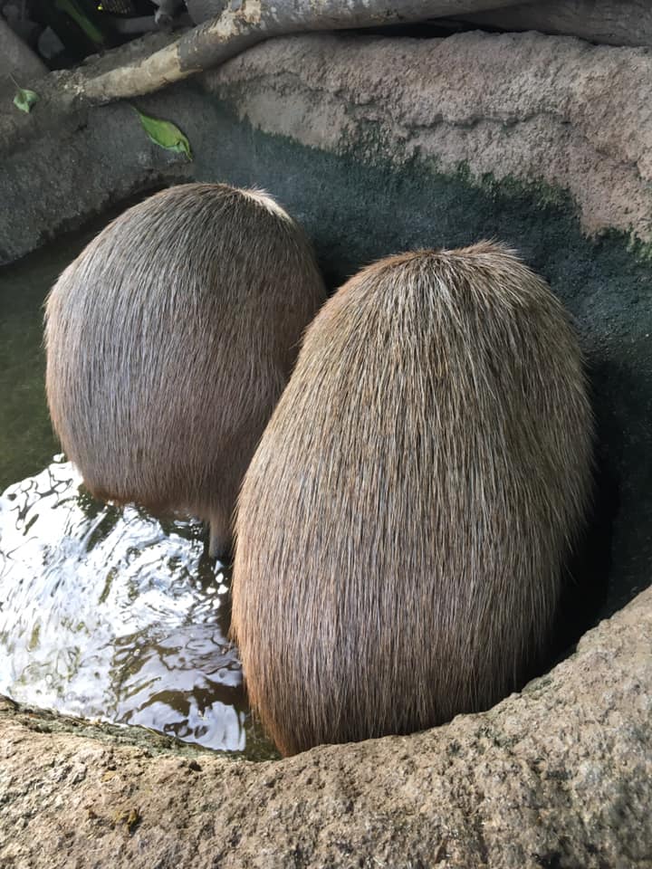 疫情下的動物們都怎麼了？日本神戶動物王國的跨境群眾募資計劃