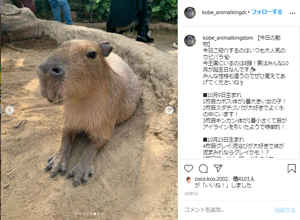 疫情下的動物們都怎麼了？日本神戶動物王國的跨境群眾募資計劃