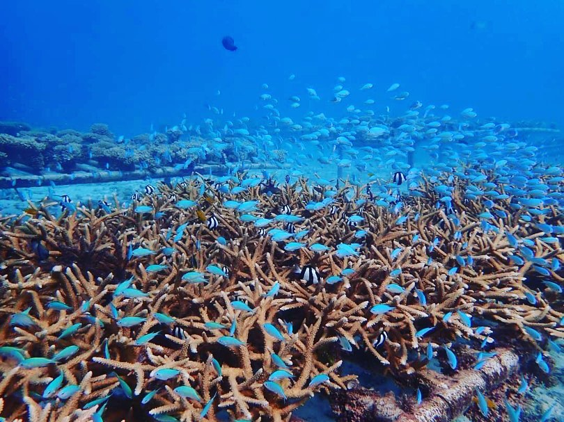 我在海底學「無分別心」，台籍潛水教練Nana為沖繩種下100株珊瑚