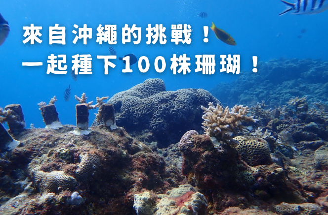 我在海底學「無分別心」，台籍潛水教練Nana為沖繩種下100株珊瑚